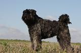 BOUVIER DES FLANDRES 226